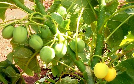 Jatropha-Frucht