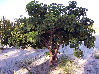 Jatropha-Strauch